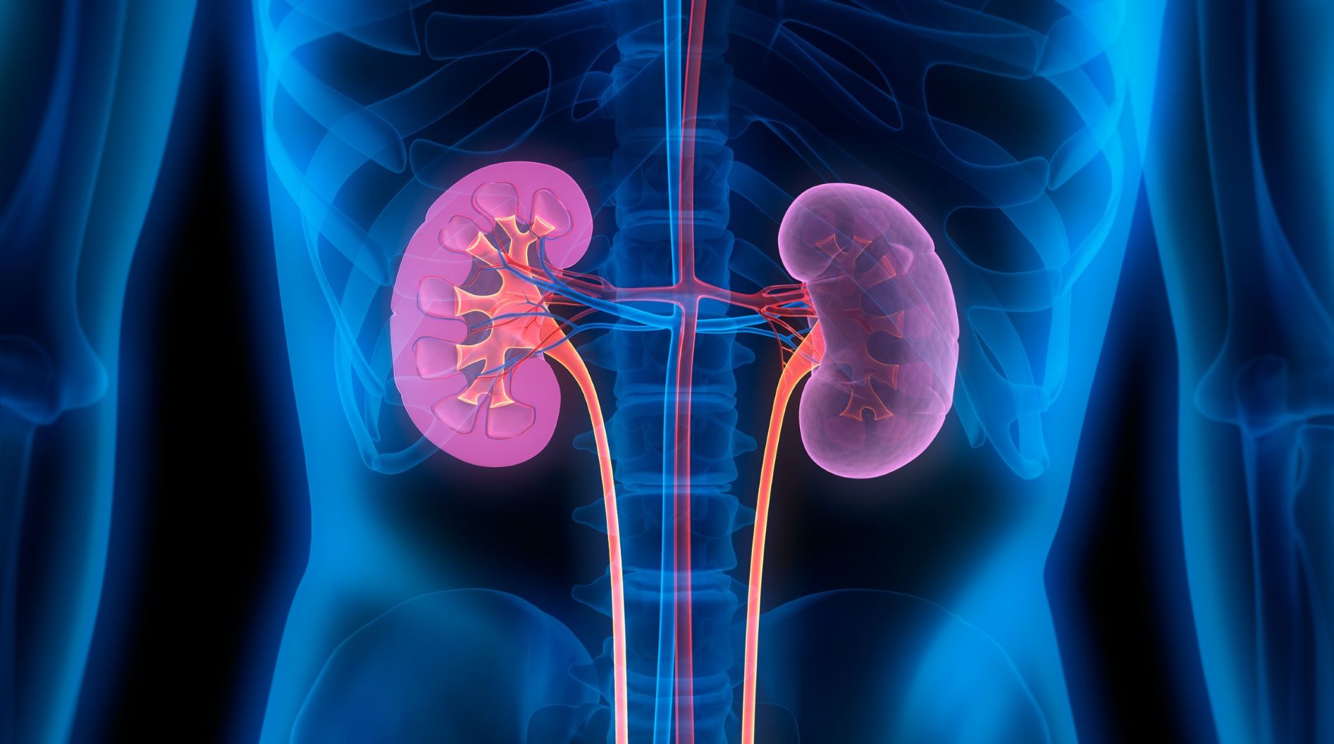 Kritisere klip Udvikle Kidneys: The Body's Personal Filtration System | Inspira Health