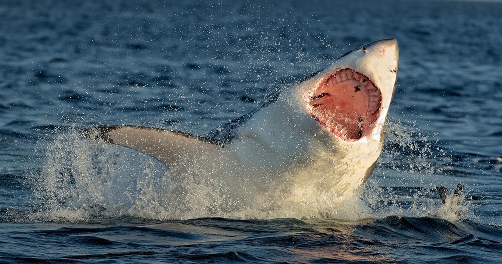 A shark jumping out of the water