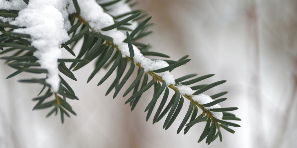 Tree with snow