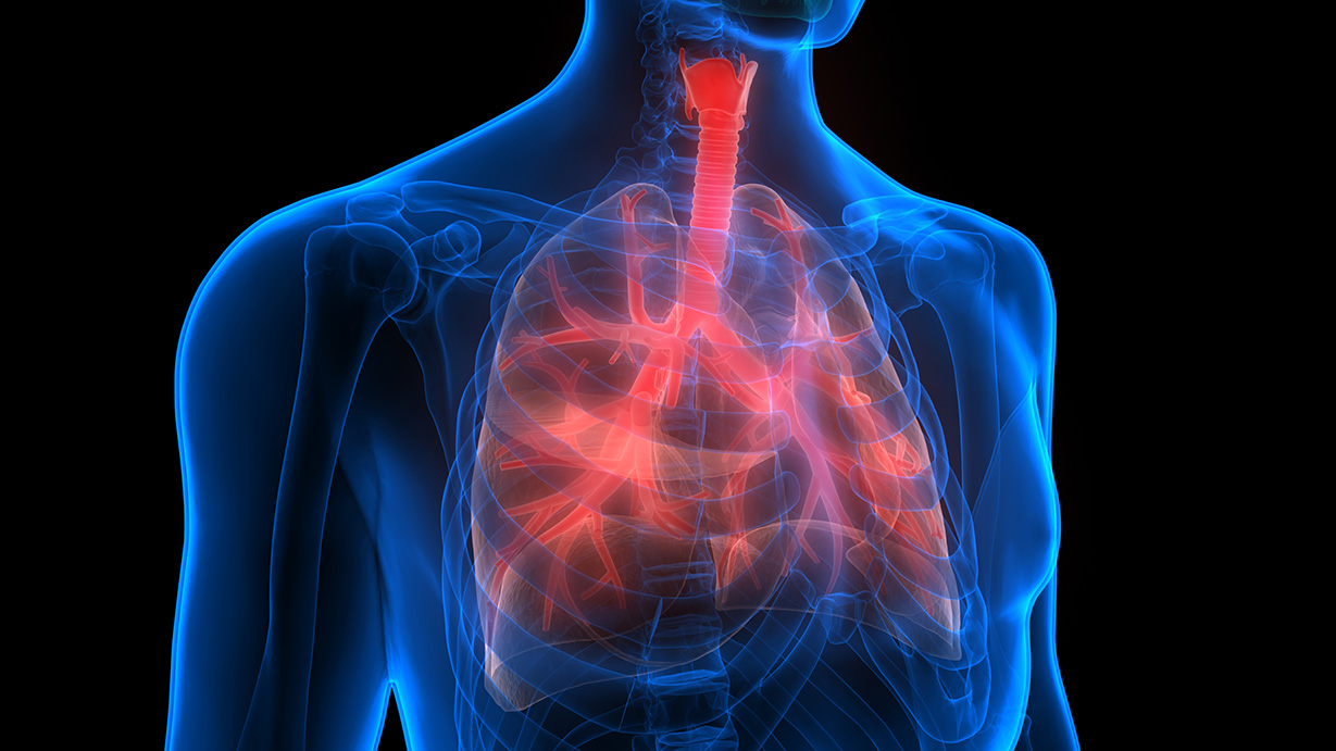 3D Illustration Concept of Human Respiratory System Lungs Anatomy