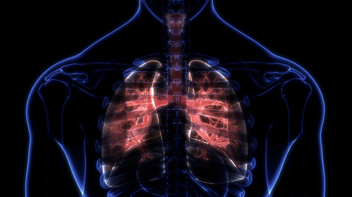 3D Illustration Concept of Human respiratory System Lungs Anatomy