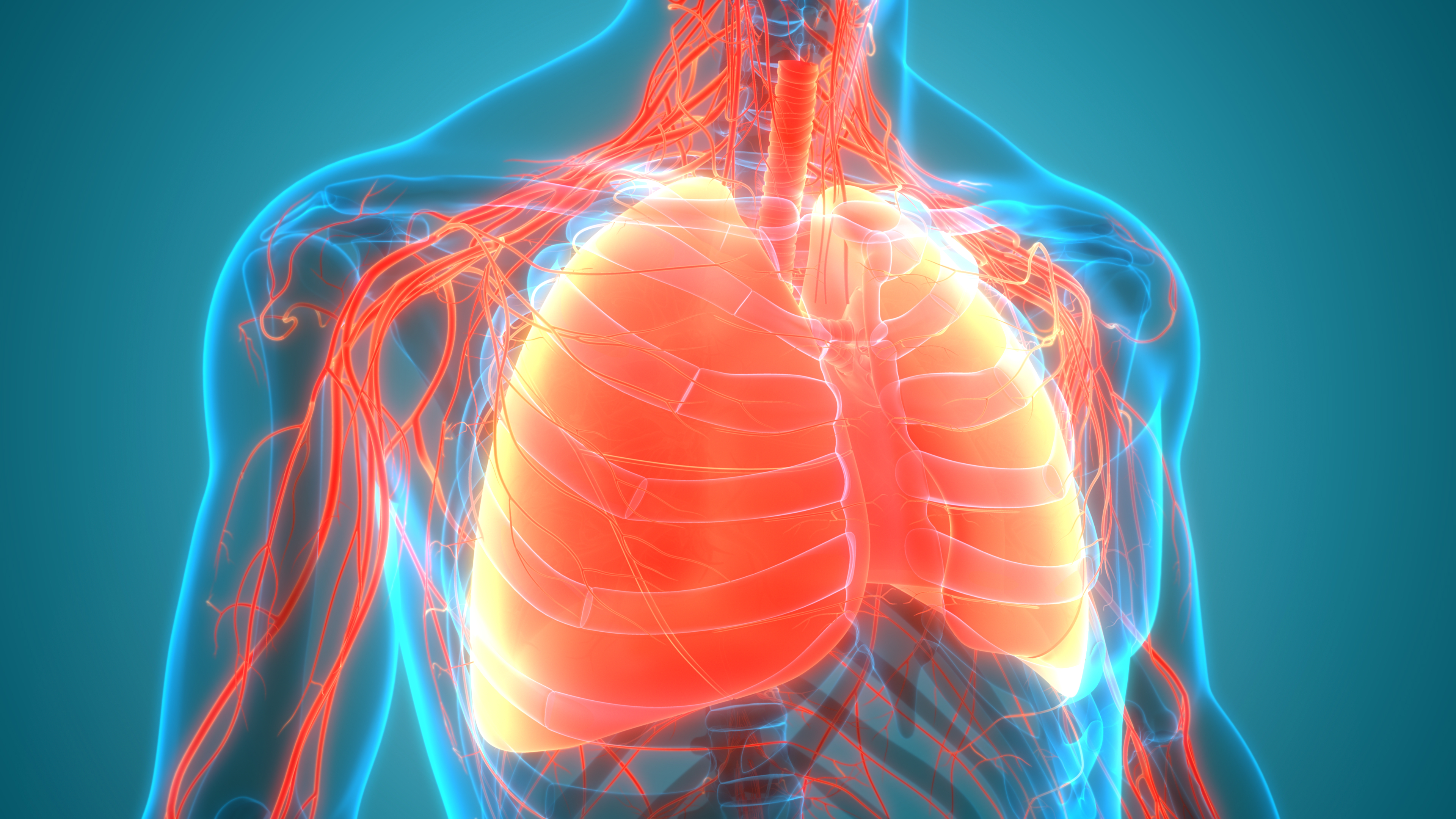 3D Illustration Concept of Human Respiratory System Lungs Anatomy