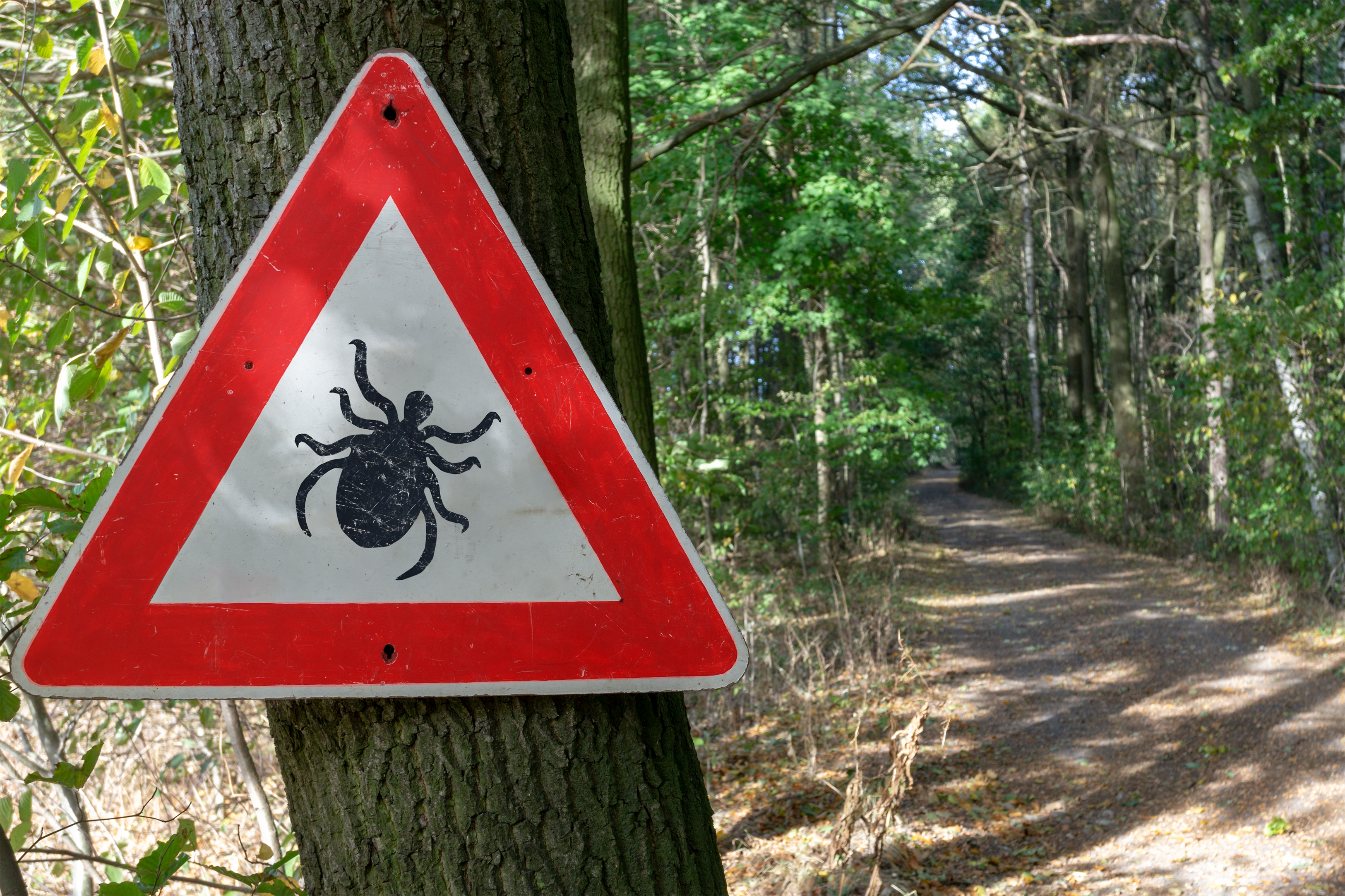 tick insect warning sign in forest