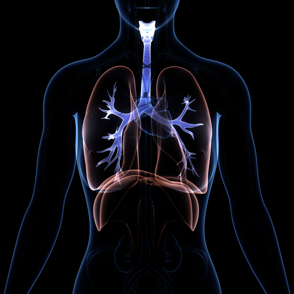 3D Illustration Concept of Human Respiratory System Lungs with Diaphragm Anatomy