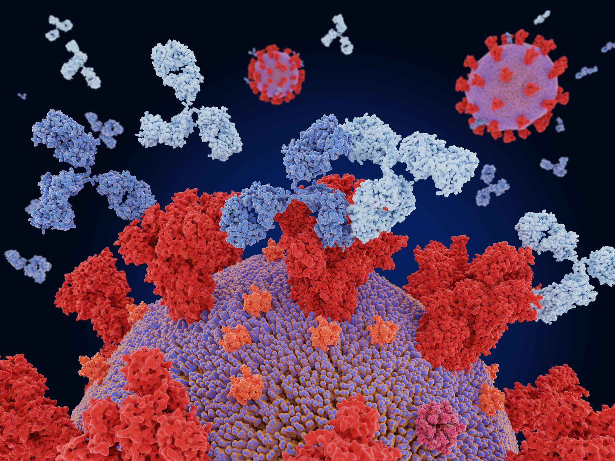 COVID Treatment Monoclonal Antibodies