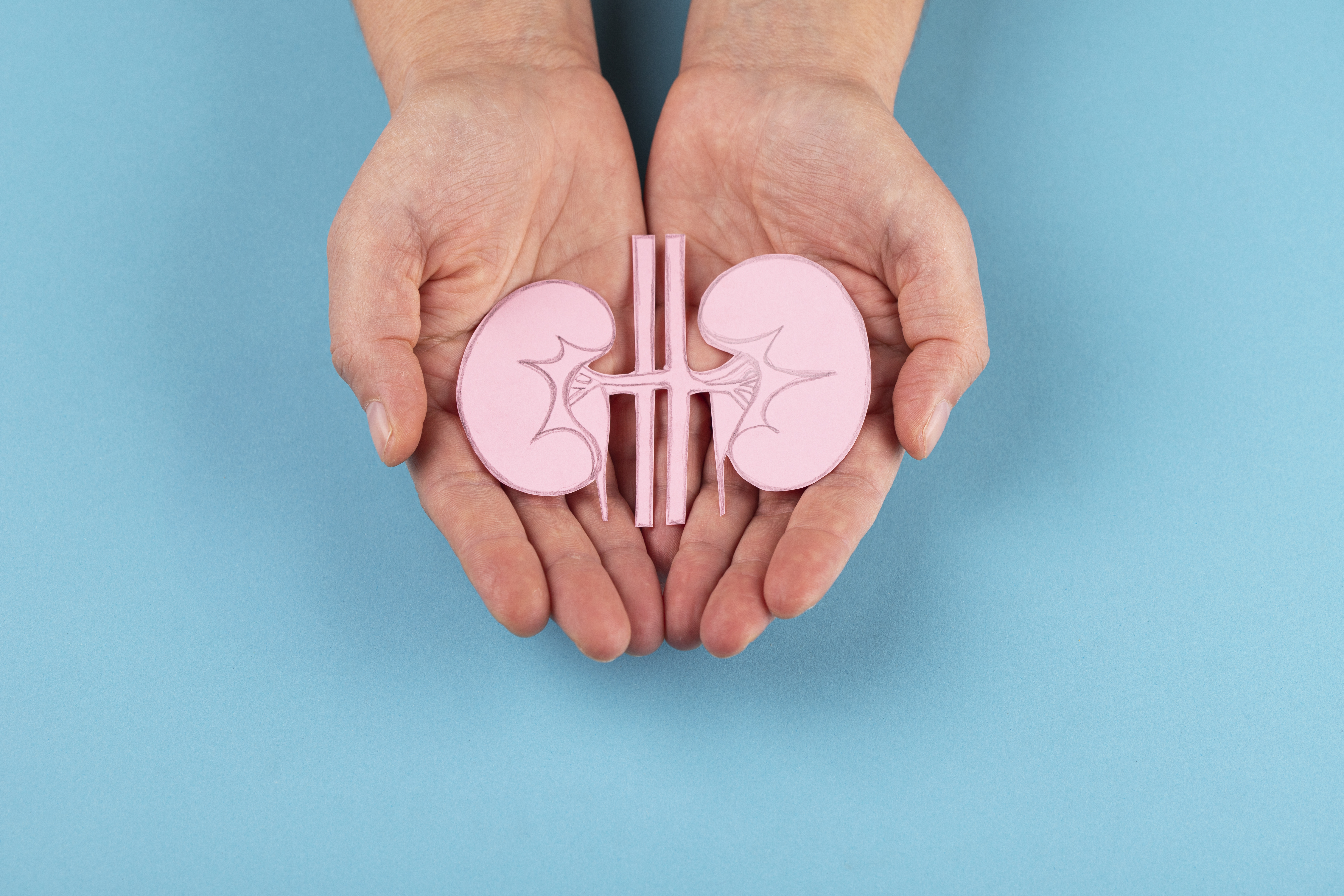 kidney