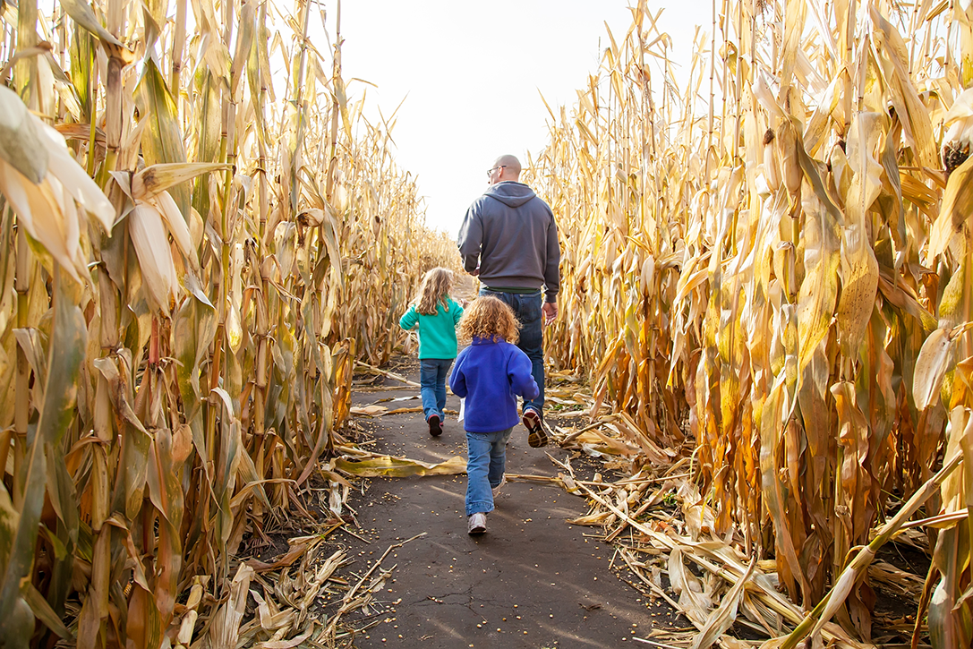 Two young girls walking through a corn maze with Dad.