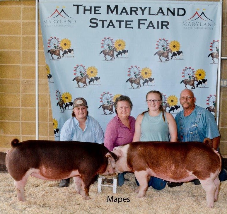 Becky and her family and prize winning pigs