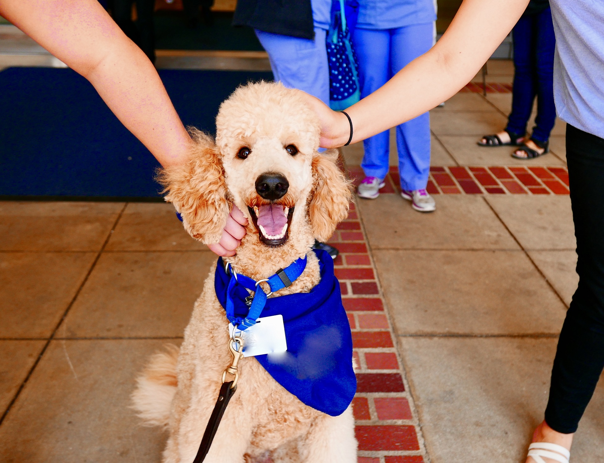 people playing with therapy dog