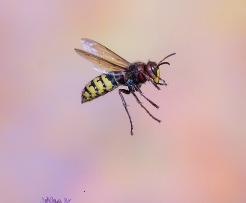 bee