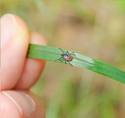 Ticks