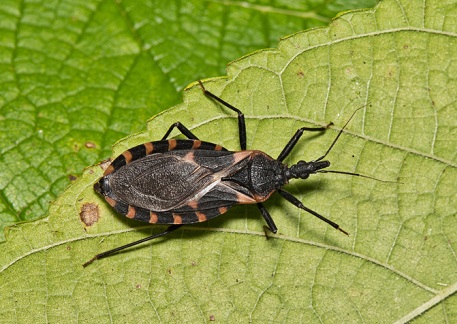 Kissing bug