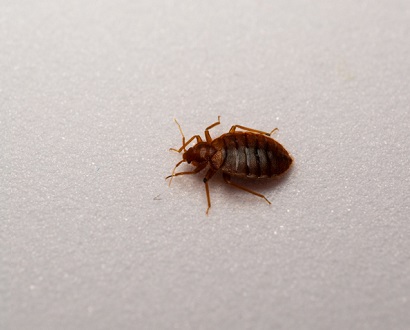 bedbugs