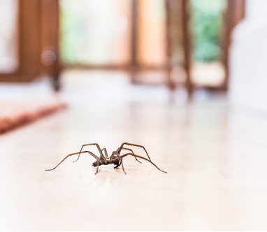 Spider on floor